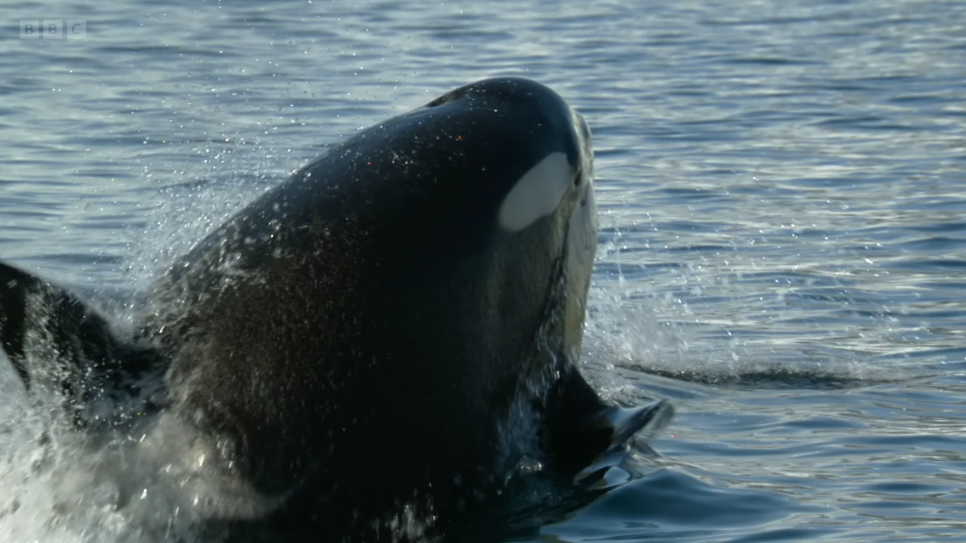 Killer whale (Orcinus orca) as shown in Seven Worlds, One Planet - Antarctica